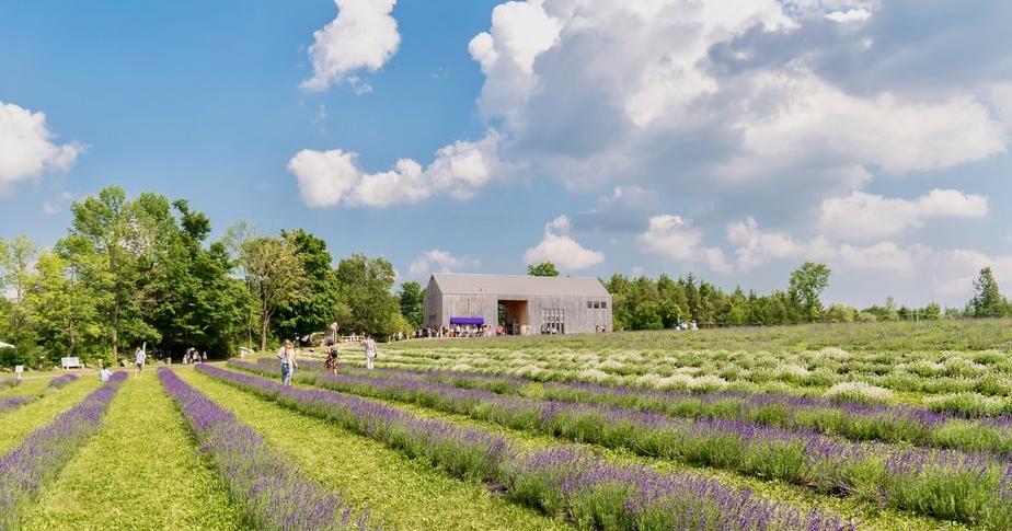 The fields of lavender at Terre Bleu.